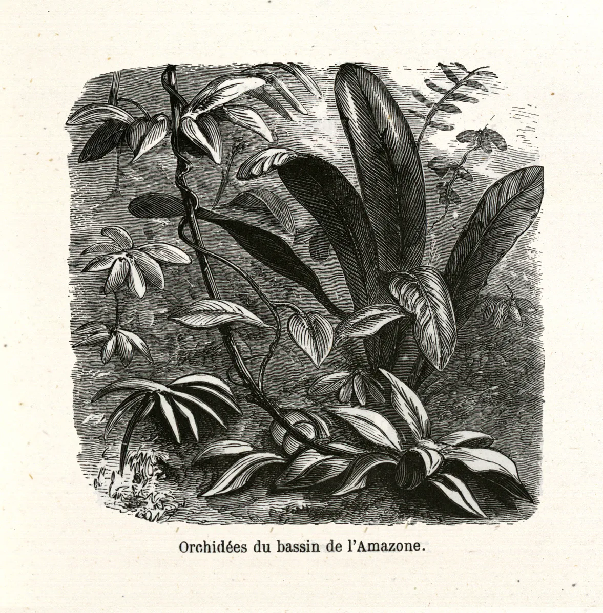 Dessin d'orchidées du bassin de l'Amazone
