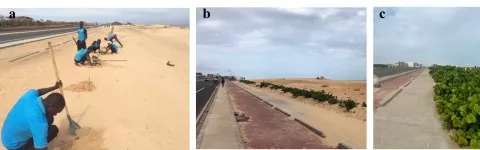 Photographie de raisiniers au Sénégal