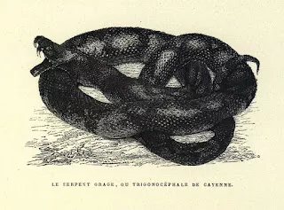 Dessin représentant le serpent grage ou trigonocéphale de Cayenne