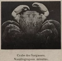 Crabe des sargasses. Nautilograpsus minutus