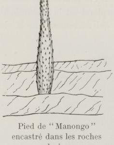 Manongo