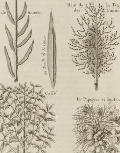 Planche gravée figurant une suite d'arbres & de plantes